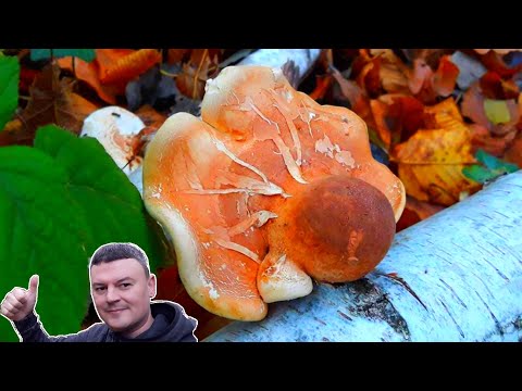 Brezova guba - Protiv Tumora - Fomitopsis Betulina - Piptoporus Betulinus