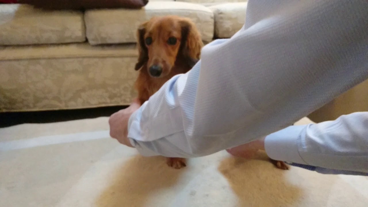 ２匹でお手・伏せの練習(ミニチュアダックスフンド)