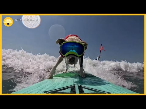 Pitbull giành chức vô địch thế giới môn lướt sóng cho chó. (Pitbull wins World Dog Surfing Championship)