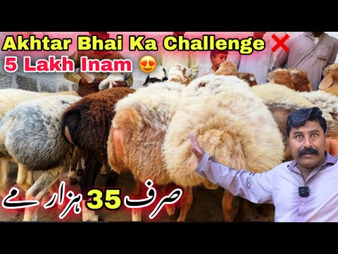 Akhtar Goat Farm Heavy Turkey Dumba & Bakra Le Aya 😍 | Lalukhet Bakra Mandi Or Orangi Town Se Sasti 
