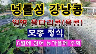 [텃밭농부 1,966]  넝쿨성강낭콩. (일명 울콩) 모종정식. #울타리콩재배