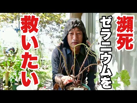 おばあちゃんの美しいゼラニウムのレシピ