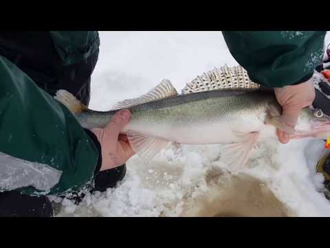 Kuhapilkillä -osa1 Tammikuussa 2019