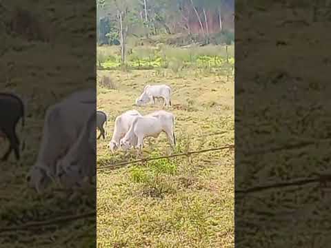 turismo na roça Santana do tabuleiro distrito de Raul Soares Mg #fazenda