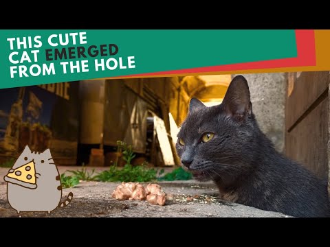 This cute Russian Blue cat emerged from the hole. She had small kittens in her belly. 4K
