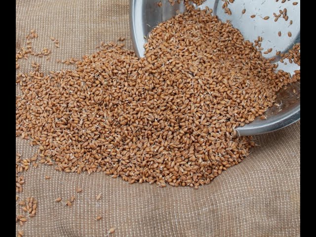 Купить Зерно Для Кур С Доставкой