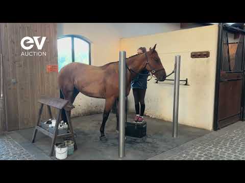 LORD HARRIE DU MESNIL - QUOTIDIEN