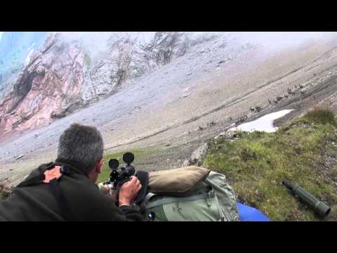 Steinbock; The Shot!