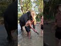 Elephants in Thailand