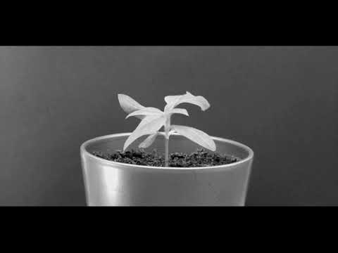 RVDOLF - C10H12N2O (prod. RVDOLF)