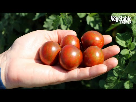 Variedade de tomate cereja granulado de chocolate da PanAmerican Seed - Testes de sementes de vegetais 2023