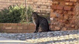 【高スーツ旅行】アンダルシア地方グラナダのアルハンブラ宮殿【スペインの旅②/3】