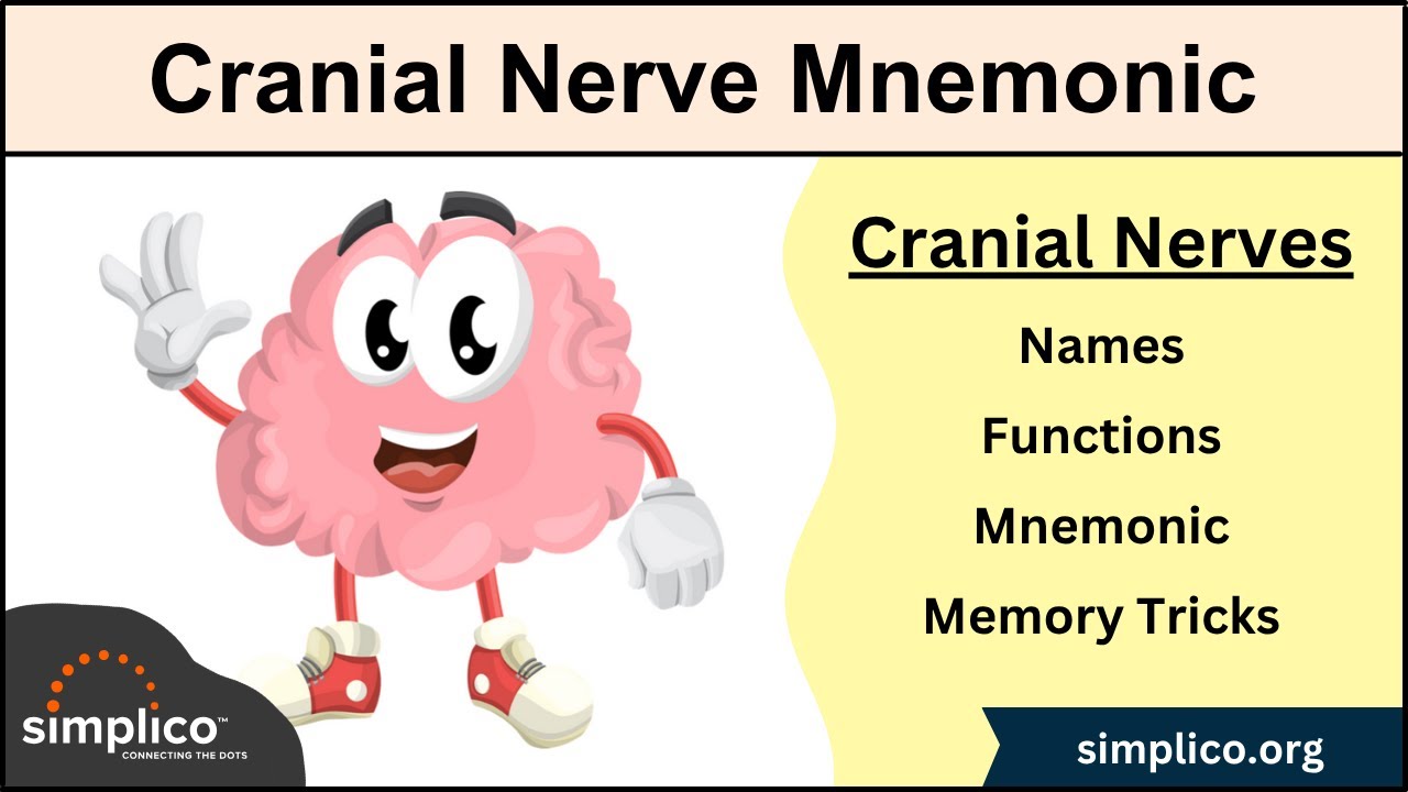 Cranial Nerves MADE EASY: Mnemonic & Tricks for their Names & Function