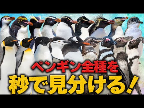 イワトビペンギン (Eudyptes chrysocome)