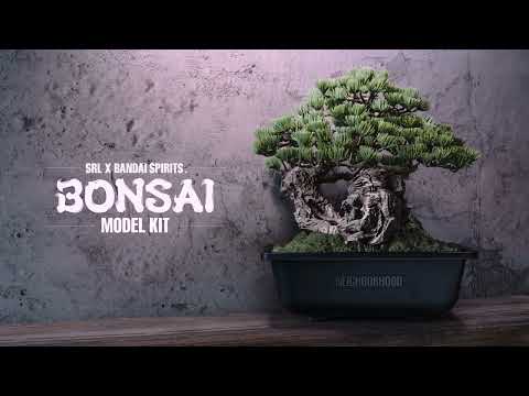 園芸 ペルシカリア、イタドリ アンプレキシカウレ