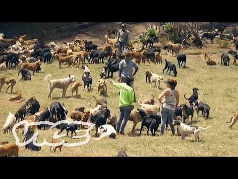 YouTube video about: How many dogs can you have in utah?