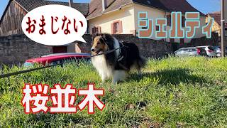 【シェルティ】桜は7分咲き【フランス田舎暮らし🇫🇷】#犬の散歩 #賢い犬 #犬のいる暮らし #マイペースな犬