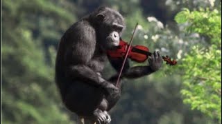 Cover art for Worlds smallest violin sped up