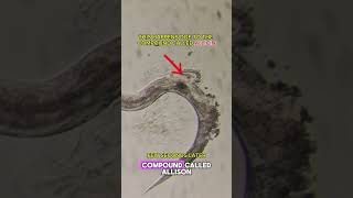 Garlic JUICE vs. PARASITES Under a Microscope! #GarlicBenefits #ParasiteCleanse