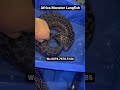 Super Size Ancient Giant African Lung Fish @venusaquatics | Falcon Aquarium Services