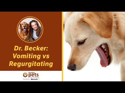 Dr. Becker: Vomiting vs Regurgitating
