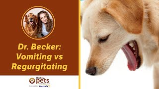 Dr. Becker: Vomiting vs Regurgitating