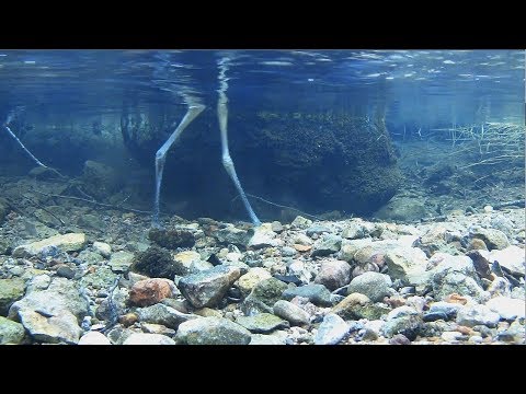 2017/12/02 11h15m Estonia Kala~A heron walks through the water~