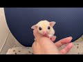 フクロモモンガのYouTubeサムネイル画像