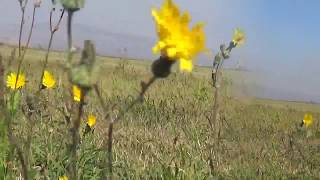 IF THIS IS GOODBYE, MARK KNOPFLER & EMMYLOU HARRIS, Country roads and field flowers