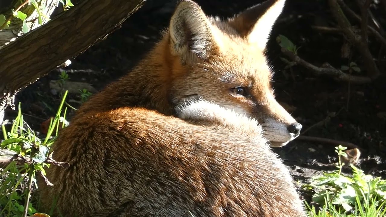 Cilla The Fox, In Our Garden
