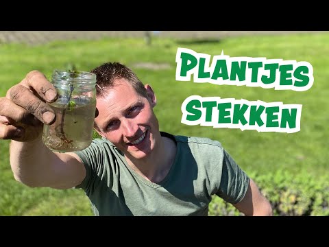, title : 'DIY stekken: van 1 plant 2 planten maken'