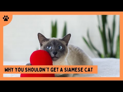 7 Reasons Why You Shouldn’t Get a Siamese Cat