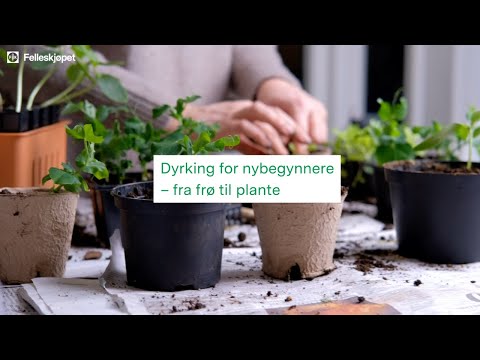 🥦🥕 Dyrking for nybegynnere - enkelt å dyrke grønnsaker🥬🍅