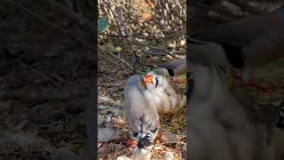 Download lagu Sepasang Burung Pipit Zebra XL untuk Berkembang Biak | Burung di Kandang | Suara Burung | Kicauan Pipit mp3 Download lagu Sepasang Burung Pipit Zebra XL untuk Berkembang Biak | Burung di Kandang | Suara Burung | Kicauan Pipit mp3