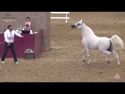 N 202 DAGHSH AL SHAQAB   10th Qatar International Arabian Peninsula Horse Show 2020   7+ Years Old
