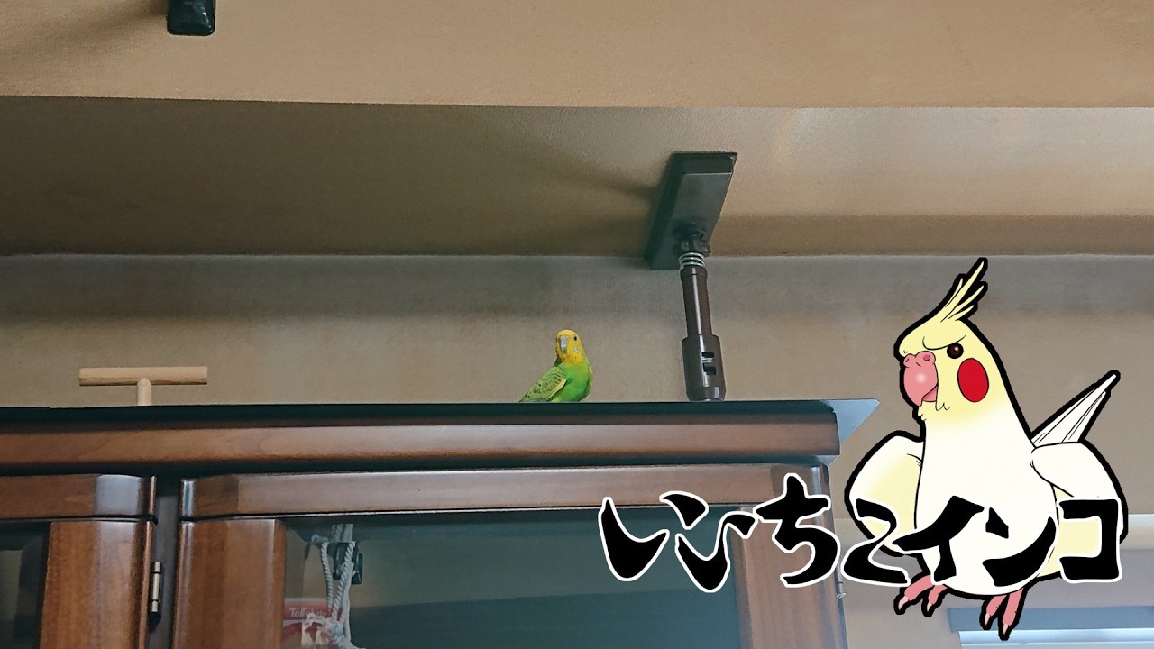 お地蔵さんになるチビ太（保護施設からお迎え5日目