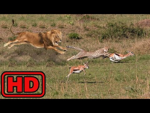 Cuando El Cazador Se Convierte En Presa | De Ataques De León Leopardo