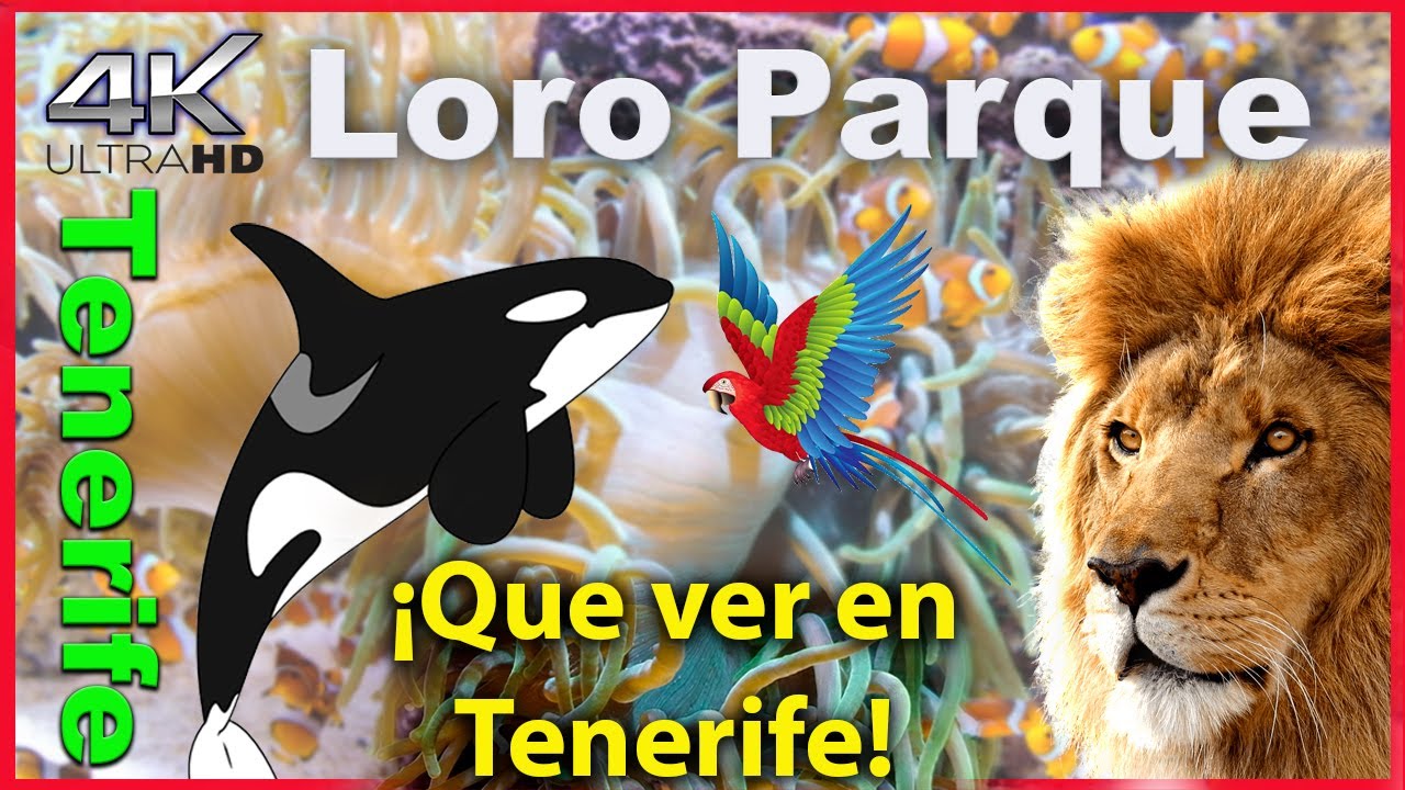 Loro Parque Tenerife, Orca Show,  🐋 Mejor parque temático DEL MUNDO 🐋