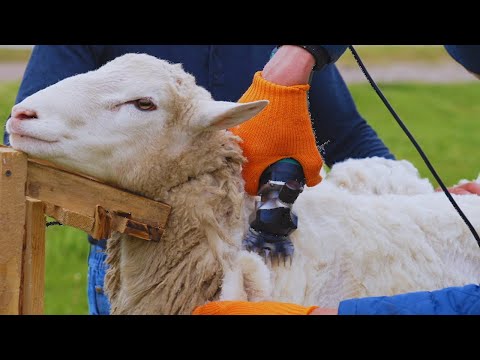 How It's Made: Wool