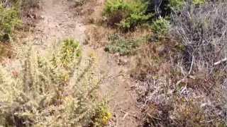 Liberation Prophecy music: "Let's Not Pretend" by Will Oldham and Jacob Duncan