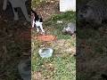 It wasn’t groundhog’s day 🎥: cody_pierce (IG) #groundhog #shorts
