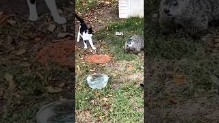 It wasn’t groundhog’s day 🎥: cody_pierce (IG) #groundhog #shorts