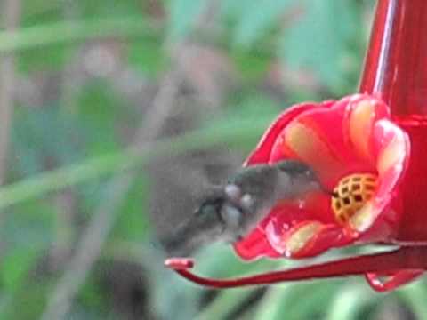 Battered Female Hummingbird sneaked on Dominant Male's feeder