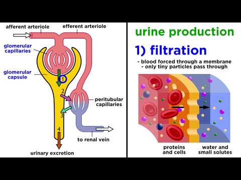 The Urinary System
