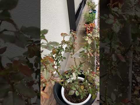 見事な花を咲かせるために、冬前に牡丹を剪定する必要がありますか?ビデオチュートリアル  庭園