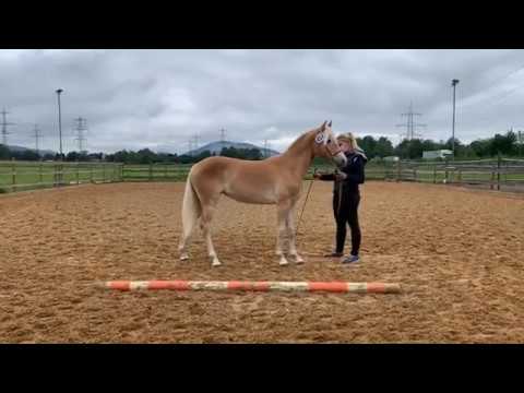 Stutbuchaufnahme & Jährlingsbeurteilung | 14.05.2020 | Hohenems