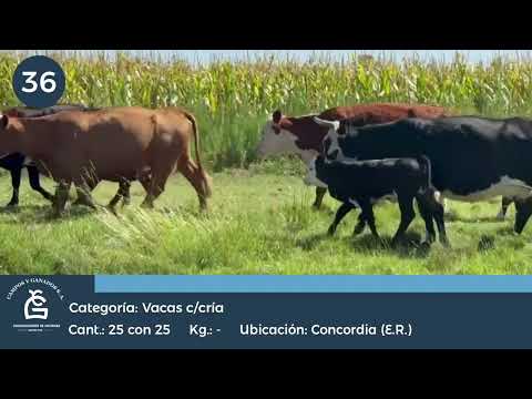 Lote VC C/ Cría Concordia E Rios