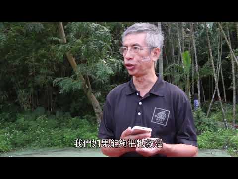 讓猛禽回歸自然 重振雙翼不是夢