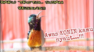 Download lagu KONIN DADA MERAH TROTOL GACOR FULL ISIAN! Hitungan detik pasti konin kamu emosi! mp3