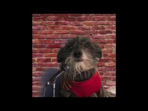 Chihuahua-yorkie comedian insults audience of pedigree dogs & gets boo’d off stage in Dallas